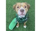 Adopt Finster a Red/Golden/Orange/Chestnut - with White Pit Bull Terrier /