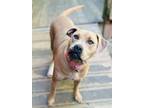 Adopt Nyssa a Tan/Yellow/Fawn - with White Labrador Retriever / Boxer / Mixed