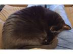 Adopt Baby Kitty a Black (Mostly) American Shorthair / Mixed (short coat) cat in