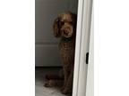 Adopt Rocco a Red/Golden/Orange/Chestnut Labradoodle / Labradoodle / Mixed dog