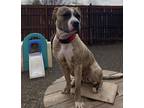 Adopt Lily a Brindle - with White American Pit Bull Terrier / Mixed dog in