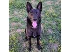 Adopt May a Black German Shepherd Dog / Mixed dog in Cordova, TN (41529214)