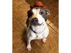 Adopt Clyde a White - with Gray or Silver American Pit Bull Terrier / Mixed dog