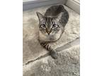 Adopt Clancy a Siamese / Mixed (short coat) cat in San Jose, CA (41529203)