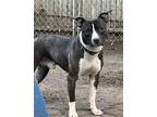 Adopt Merlin a Brindle - with White Pit Bull Terrier / Staffordshire Bull