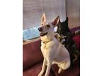 Adopt Hazel a White German Shepherd Dog / Mixed dog in Fort Mill, SC (41529234)