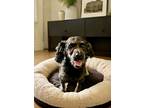 Adopt Carl a Black - with Gray or Silver Miniature Poodle / Mixed dog in Bethel