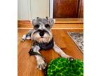 Adopt Jake a Gray/Blue/Silver/Salt & Pepper Schnauzer (Miniature) / Mixed dog in
