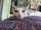 Adopt Elle a Brown Tabby Domestic Shorthair (short coat) cat in Mississauga
