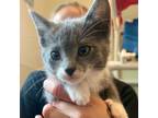 Adopt Coral a Domestic Shorthair / Mixed (short coat) cat in Eastsound