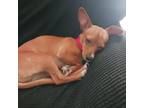 Adopt Carmen a Red/Golden/Orange/Chestnut - with White Chiweenie / Mixed dog in