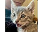 Adopt Sailor a Domestic Shorthair / Mixed (short coat) cat in Eastsound