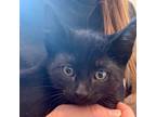 Adopt Captain a Domestic Shorthair / Mixed (short coat) cat in Eastsound