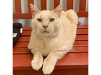 Adopt Leon a Domestic Shorthair / Mixed (short coat) cat in Eastsound