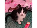 Adopt Tofu a Domestic Shorthair / Mixed (short coat) cat in Eastsound