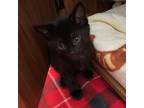 Adopt Miso a Domestic Shorthair / Mixed (short coat) cat in Eastsound