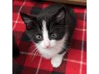 Adopt Mochi a Domestic Shorthair / Mixed (short coat) cat in Eastsound