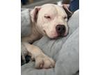 Adopt Sage a White Staffordshire Bull Terrier / Mixed dog in Spencerport