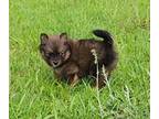 Adopt Pom a Black - with Brown, Red, Golden, Orange or Chestnut Pomeranian /