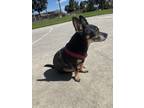 Adopt Zorro a Black - with Tan, Yellow or Fawn Chiweenie / Miniature Pinscher /