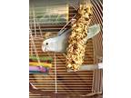 Adopt Jovi a Gray Lovebird bird in Andover, CT (41529139)