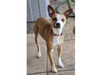 Adopt Bella Jalisa a Tricolor (Tan/Brown & Black & White) Jack Russell Terrier /