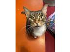Adopt Enderlin (Cocoa Adoption Center) a Brown Tabby Domestic Shorthair / Mixed