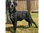Adopt Annie a Black - with White Flat-Coated Retriever / Mixed dog in Jefferson