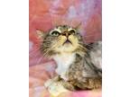 Adopt EDMUND a Domestic Longhair / Mixed (short coat) cat in Wintersville