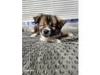 Adopt Daredevil a Red/Golden/Orange/Chestnut - with Black Anatolian Shepherd /