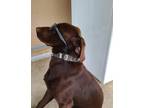 Adopt Timo a Brown/Chocolate Labrador Retriever / Mixed dog in Cape Coral