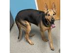 Adopt Nola a German Shepherd Dog / Doberman Pinscher / Mixed dog in Escondido