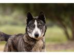 Adopt Korok a Siberian Husky / Shepherd (Unknown Type) / Mixed dog in Escondido