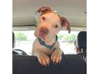 Adopt Eli a Tan/Yellow/Fawn - with White Pit Bull Terrier / American