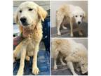 Adopt Marius a White Great Pyrenees / Mixed dog in Klondike, TX (41529049)