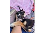 Adopt Rodie Walker a Black - with White German Shepherd Dog / Mixed dog in Elk