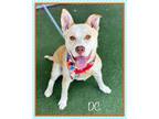Adopt DC a Tan/Yellow/Fawn - with White Mixed Breed (Medium) / Carolina Dog /