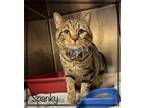 Adopt SPANKY a Brown Tabby Domestic Shorthair (short coat) cat in Marietta