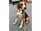 Adopt Simon a Red/Golden/Orange/Chestnut - with White Foxhound / Mixed dog in