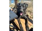 Adopt Grizz a Black - with Brown, Red, Golden, Orange or Chestnut Rottweiler /
