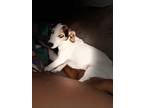 Adopt Jackie a White - with Brown or Chocolate Jack Russell Terrier / Beagle /