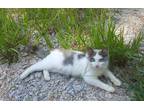 Adopt Shuggy a White (Mostly) Domestic Longhair / Mixed (long coat) cat in