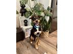 Adopt Stupert a Black - with Tan, Yellow or Fawn Doberman Pinscher / Labrador