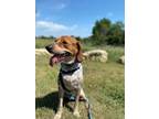 Adopt Blue a Tricolor (Tan/Brown & Black & White) Beagle / Mixed dog in Fort
