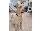 Adopt Wally 5179 a Tan/Yellow/Fawn Labrador Retriever / American Pit Bull