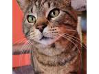 Adopt Little Boy a Brown Tabby Domestic Shorthair cat in Elizabeth