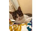 Adopt Bug a Black & White or Tuxedo American Shorthair / Mixed (short coat) cat