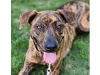 Adopt Everlee a Brindle Plott Hound / Mixed dog in CUMMING, GA (41528518)