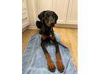 Adopt Lily a Black - with Brown, Red, Golden, Orange or Chestnut Doberman