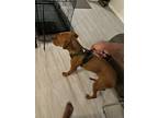 Adopt Odin a Brown/Chocolate - with White Mutt / Mixed dog in Port St Lucie